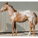 Породистая лошадь SARA, кватерхорс (четвертьмильная лошадь), кобылка
