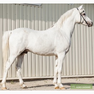 Арабская лошадь GHALERO SHAKLAN, жеребец
