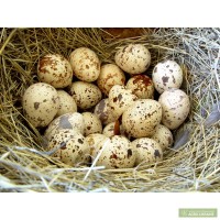 Продам перепелиные яйца (Хмельницкий)