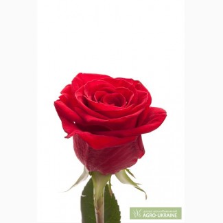 Оптовый склад свежесрезанных цветов и роз из Колумбии и Эквадора, цветы оптом в Украине