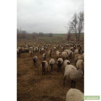 Романовскин овцы