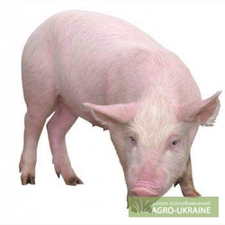 Продам свинину мясная порода 100 -115 кг