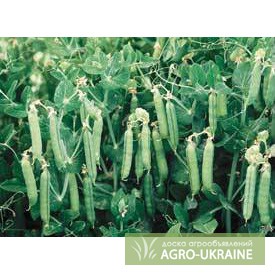 Фото 2. Продам качественные семена зеленого гороха ВІКМА, СКІНАДО, КОСТА.