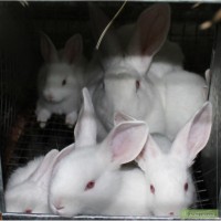 Продам кроликов породы Белый паннон , Калифорнийцы , Термонци .