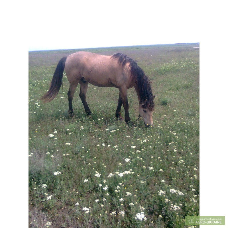 Продажа лошадей забайкальский. Забайкальская лошадь. Лошади в Забайкальском крае. Поды лошадей в Крыму. +Дикие лошади Забайкалья.