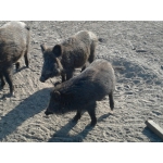 Продам диких свиноматок, кабана -3700грн , поросят-1300 грн для розведення!!!