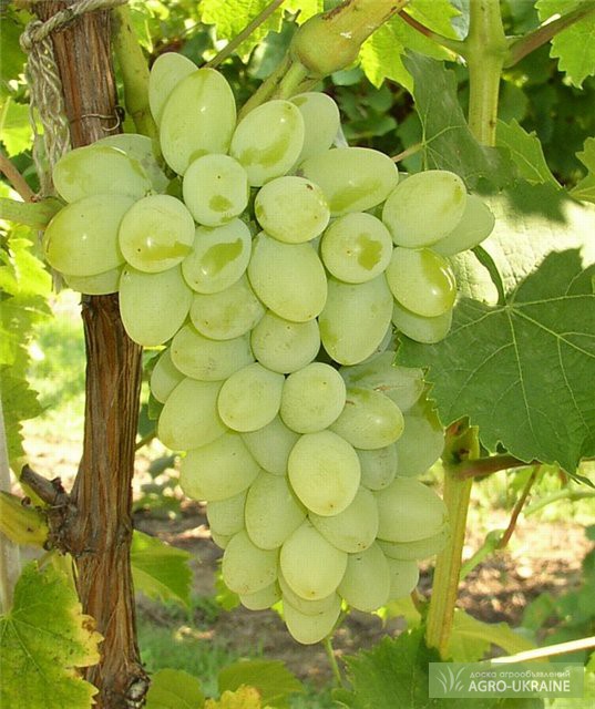 Фото 2. Саженцы винограда