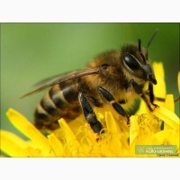 Продам бджолопакети 350 грн на Українську (вузько - високу) рамку