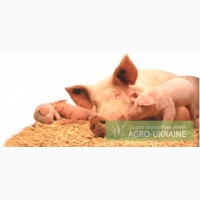 Продаем Белково - минеральные добавки для Свиноматок 10-20% (Польша)