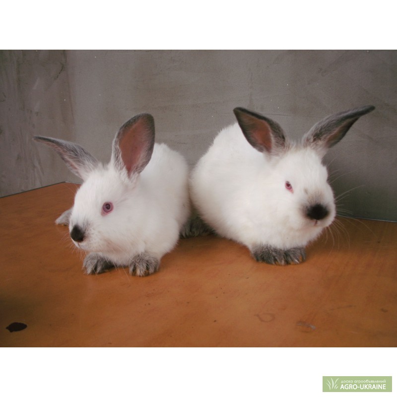 Фото 2. Продам кроликов