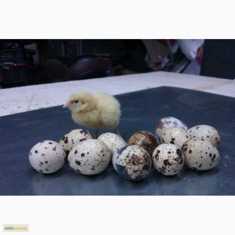 Фото 8. Инкубационные яйца перепелов, породы Техасский