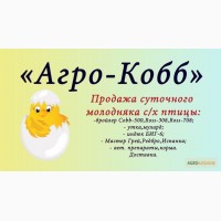 Продам цыплят бройлеров Кобб-500, Росс-308, Росс-708