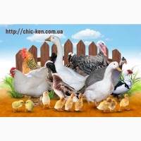 Продам цыплят бройлеров Кобб-500, Росс-308, Росс-708
