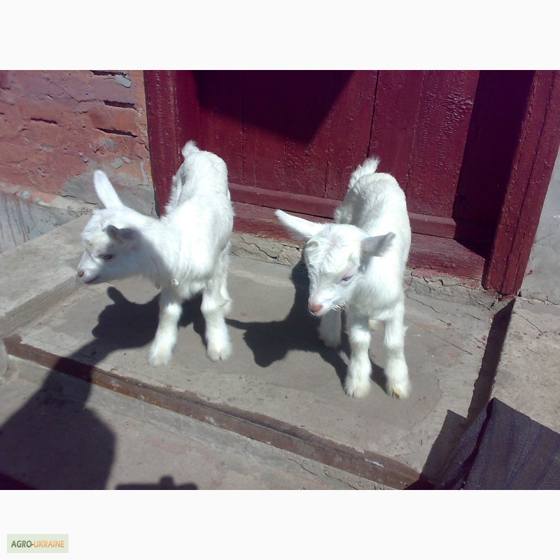 Фото 2. Продам СРОЧНО !Двух козликов Полтавской породы в Богодуховском районе