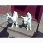 Продам СРОЧНО !Двух козликов Полтавской породы в Богодуховском районе