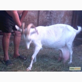 Продаются 2 дойные козы Мариуполь / Выгодные условия