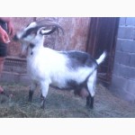 Продаются 2 дойные козы Мариуполь / Выгодные условия