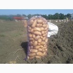 Продам картофель Летана
