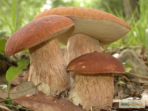 Фото 15. Мицелий белых грибов зерновой первичный с гарантией всхожести