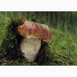 Мицелий белых грибов зерновой первичный с гарантией всхожести