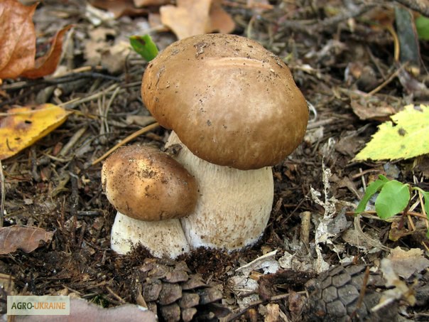 Фото 6. Мицелий белых грибов зерновой первичный с гарантией всхожести