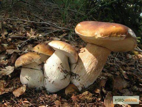 Фото 9. Мицелий белых грибов зерновой первичный с гарантией всхожести