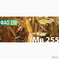 Семена кукурузы Венгерской селекции МВ 255 (ФАО 250)
