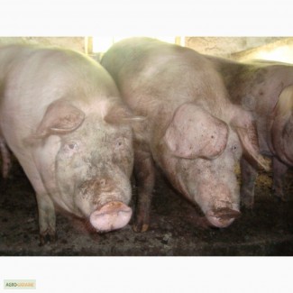 Продам свині мясного напряму(ландрас) вагою від 110 до 130 кг оптом