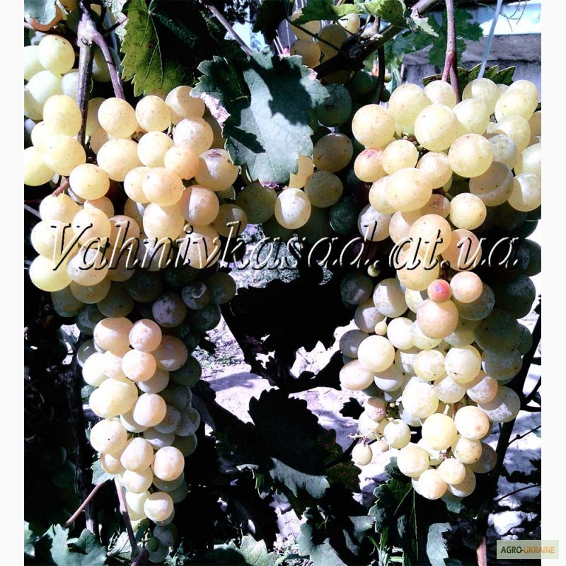 Фото 2. Саджанці винограду Русвен