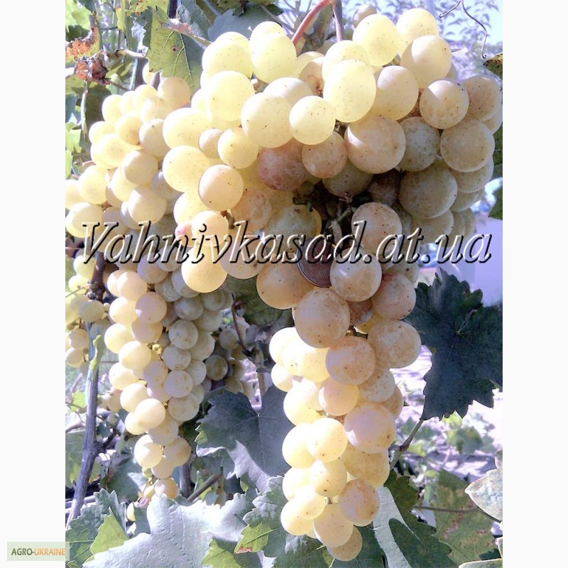 Фото 4. Саджанці винограду Русвен