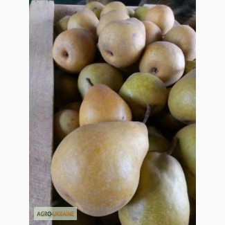 Продам плоды груши, сорт Бере Киевская и Стрыйская