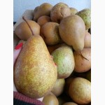 Продам плоды груши, сорт Бере Киевская и Стрыйская