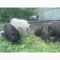 Вьетнамские травоядные свиньи и поросята