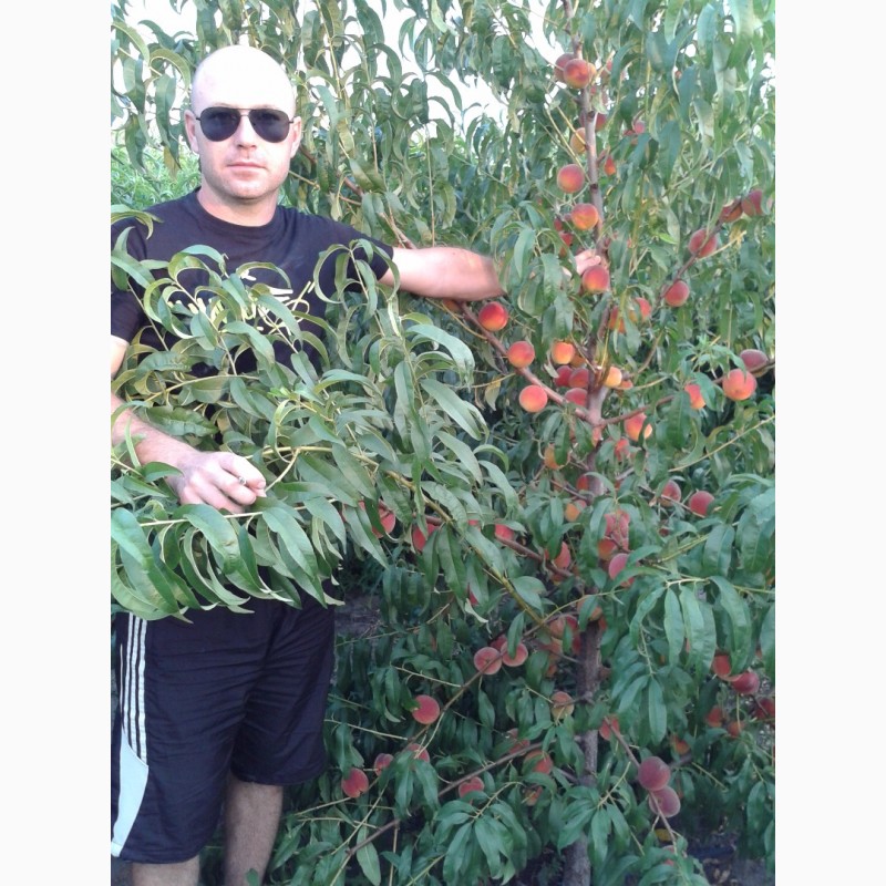 Фото 3. Саженцы супер скороплодного персика