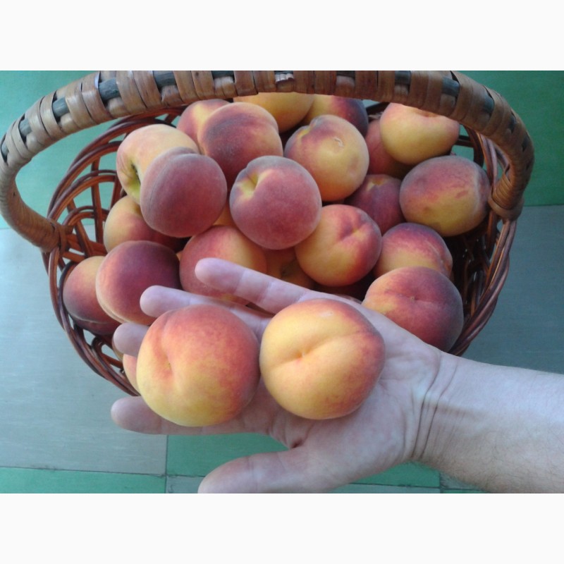 Фото 5. Саженцы супер скороплодного персика