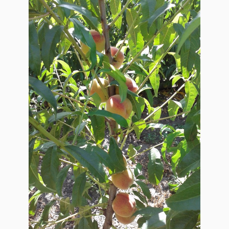 Фото 2. Саженцы супер скороплодного персика
