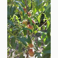 Саженцы супер скороплодного персика