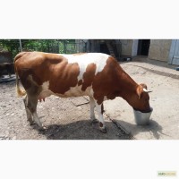 Продається корова первістка