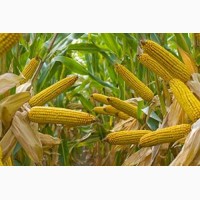 Компания на постоянной основе закупает Кукурузу от производителя, на условиях поставки CPT