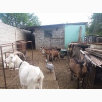 Продам козу 25 прцентов нубийскую