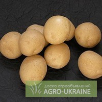 Продам семенной(элита) картофель