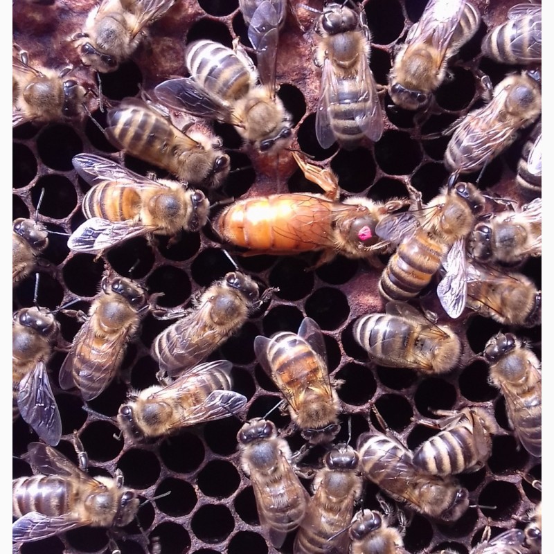 Фото матки пчел бакфаст