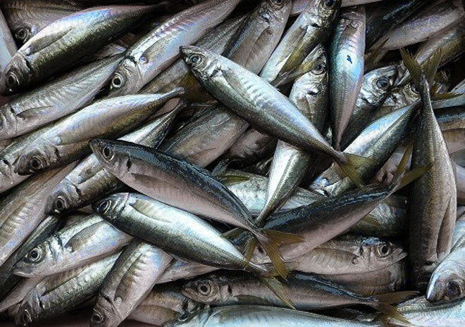 Фото 12. Оптовые поставки Черноморской рыбы по Украине+Экспорт