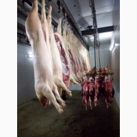 Свинина беконная 1 категории охлажденная и живым весом