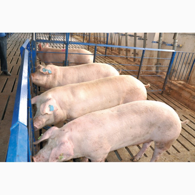 Эстонская беконная свинья. Куплю свинину живым