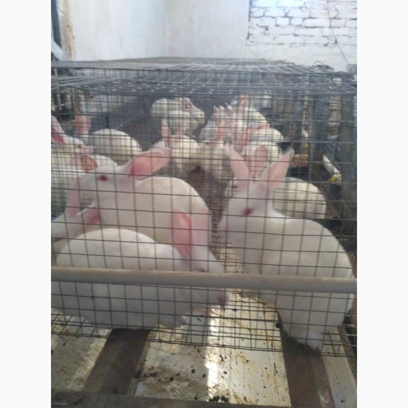 Фото 3. Продам кролів породи термонська біла