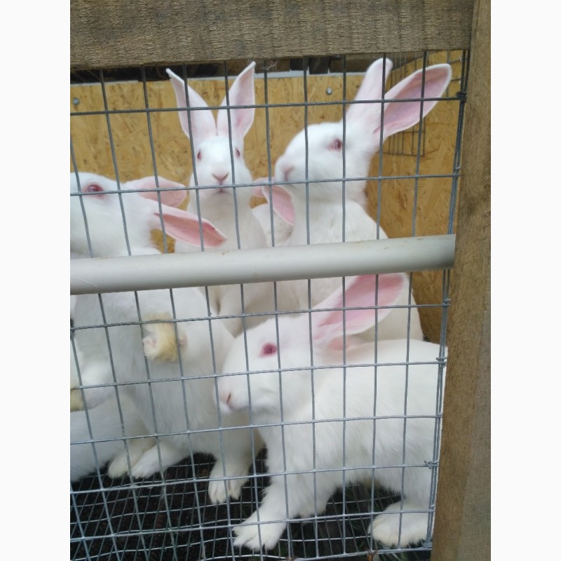 Фото 4. Продам кролів породи термонська біла