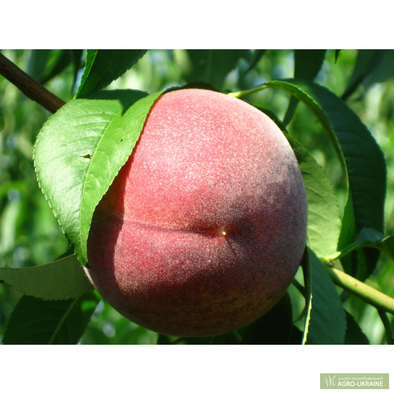Сорта персиков фото с названием