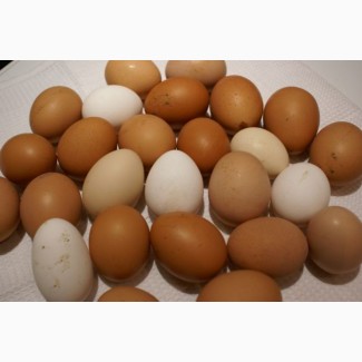 Продам яйца куриные домашние