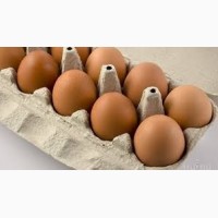 Продам яйца куриные домашние